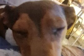 Thieves - stored items